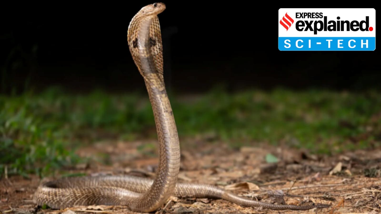 IISc and DTU Develop Recombinant Antivenom Against Multiple Cobra Species