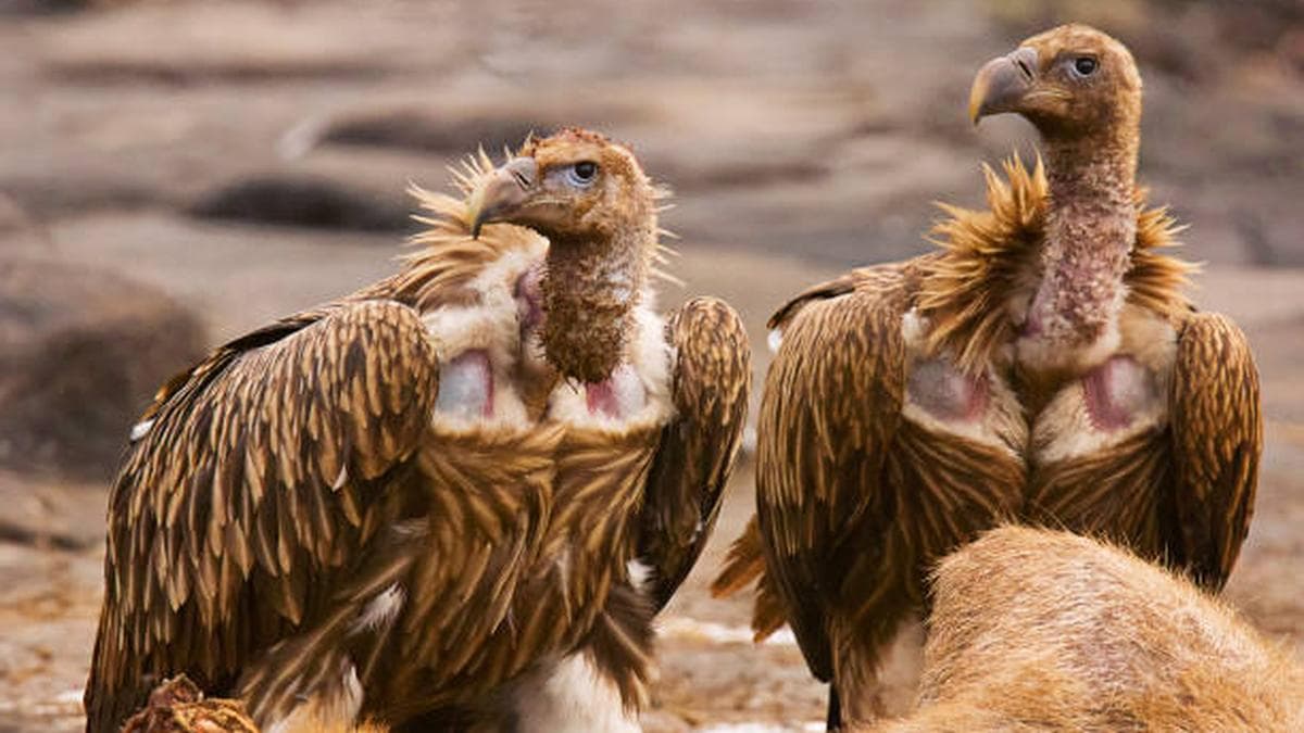 Feral Dogs Pose Severe Competition to Vultures at Thar Dumpsites, Finds Study