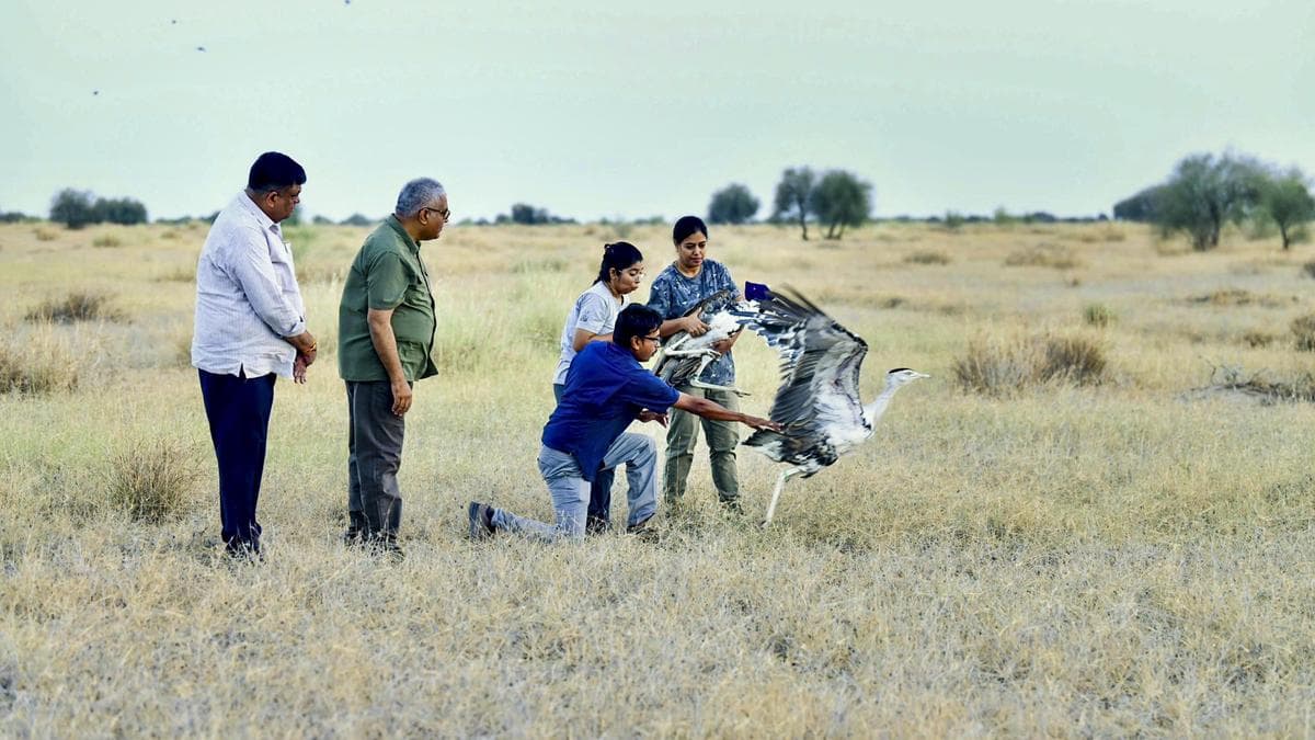Captive-Bred Great Indian Bustards Released into the Wild at Desert National Park