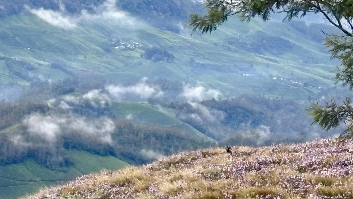 Neelakurinji blooms at high-altitude Meeshapulimala slopes in Kerala