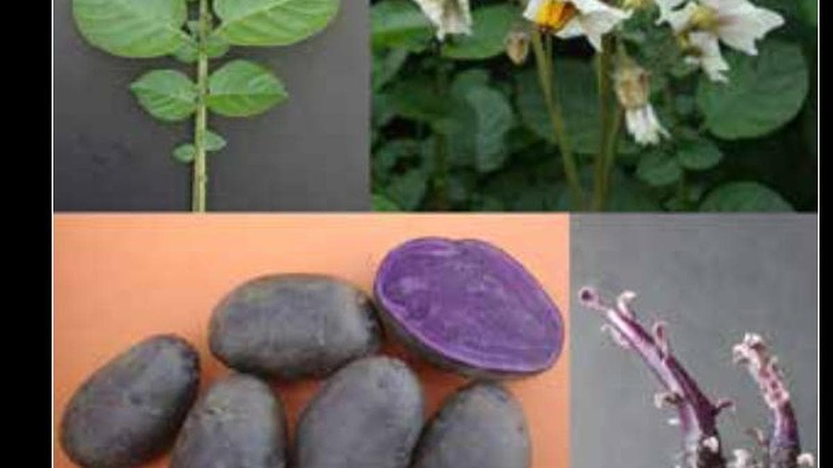 ICAR-CPRI Develops 'Kufri Jamunia' Biofortified Potato to Tackle Hidden Hunger